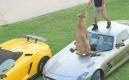image Humaid-de-dierenman-01.jpg