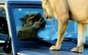 image Humaid-de-dierenman-07.jpg