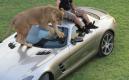 image Humaid-de-dierenman-08.jpg