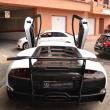 image murcielago-olsson-00005.jpg