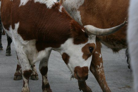 Dodge Ram Van onthulling Dodge Ram Van onthulling