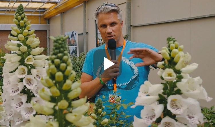 Plantje kopen?